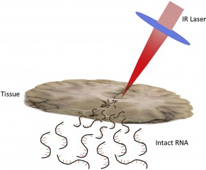 RNA Sampling from Tissue Sections using Infrared Laser Ablation