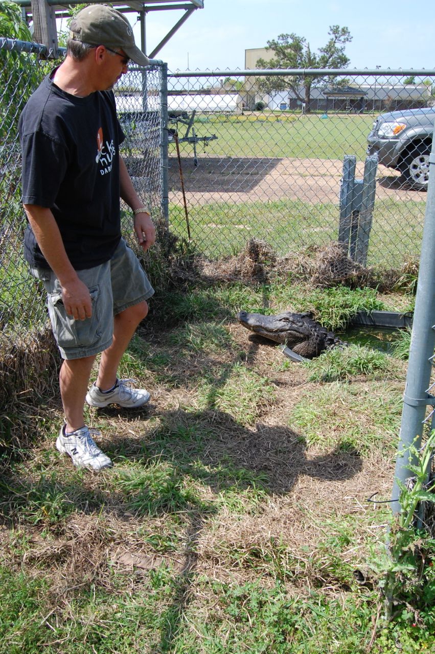 Prof. Mark Merchant with an alligator at McNeese State University March 2009